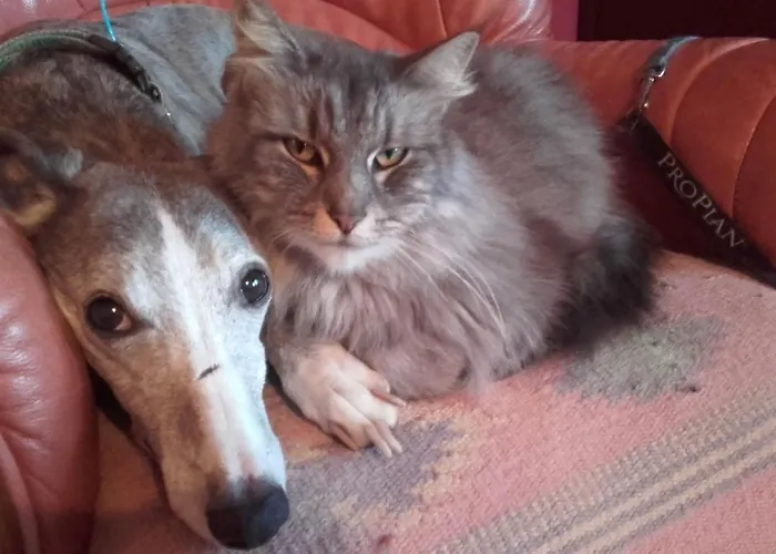 Vosges D'hotes Couette-café