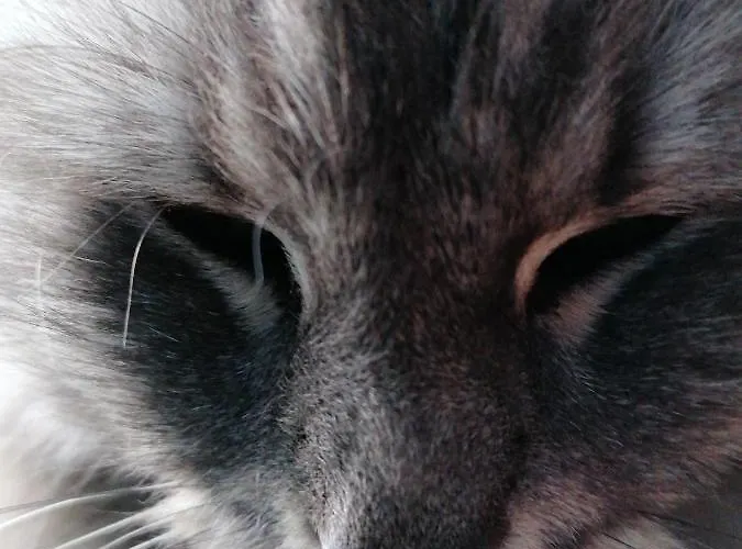 Couette-café Vosges D'hotes