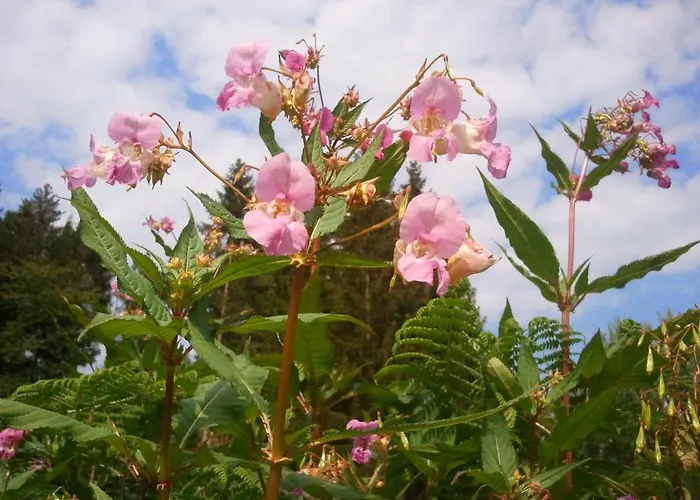 Couette-café Vosges D'hotes Jeanmenil