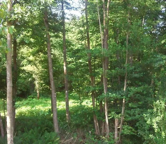 Vosges D'hotes Couette-café